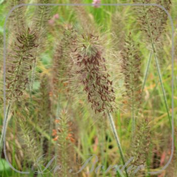 pennisetum-alopecuroides-little-bunny-031 Pennisetum alopecuroides 'Little Bunny'