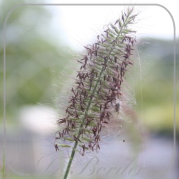 Pennisetum alopecuroides 'Little Bunny'