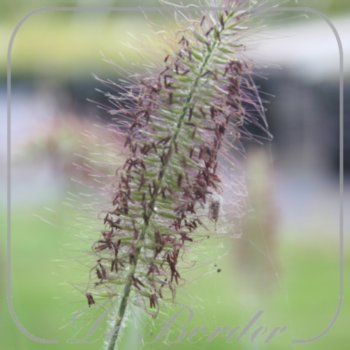 pennisetum-alopecuroides-little-bunny-792 Pennisetum alopecuroides 'Little Bunny'