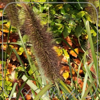 pennisetum-alopecuroides-national-arboretum-083 Pennisetum alopecuroides 'National Arboretum'
