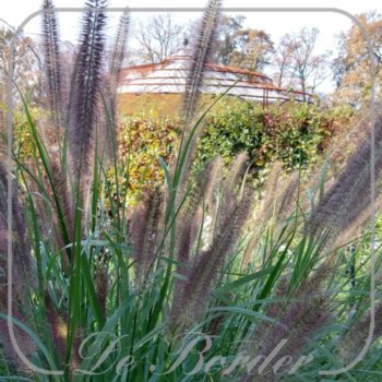 Pennisetum alopecuroides 'Red Head'