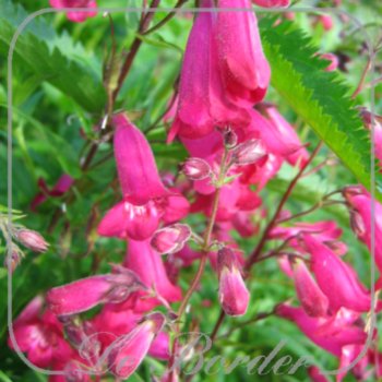 Penstemon 'Andenken an F. Hahn'