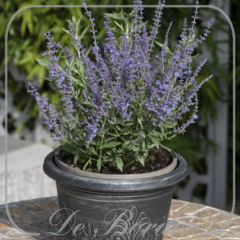 Perovskia atriplicifolia 'Bluesette'