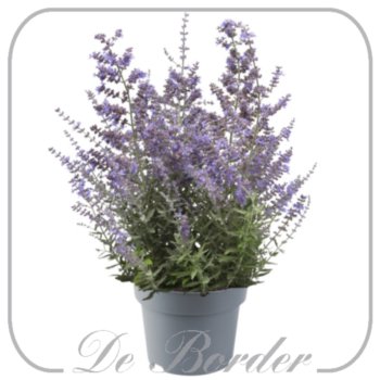 Perovskia atriplicifolia 'Bluesette'