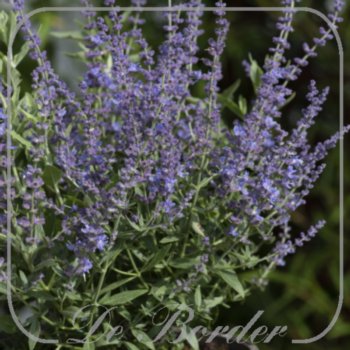 Perovskia atriplicifolia 'Bluesette'