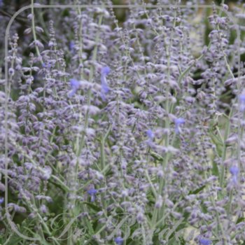 perovskia-atriplicifolia-lacey-blue-921.jpg Perovskia atriplicifolia 'Lacey Blue'