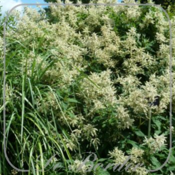 Polygonum alpinum --