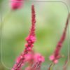 Persicaria amplexicaulis 'Amethyst Summer'