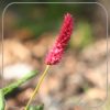 Persicaria amplexicaulis 'Amethyst Summer'