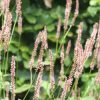 Persicaria amplexicaulis 'Anne's Choice'