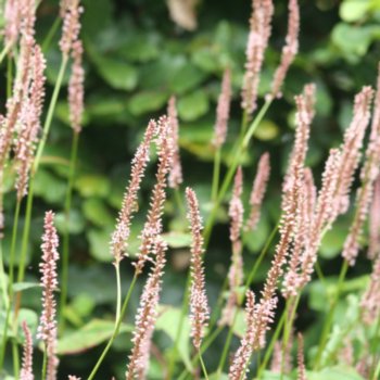 Persicaria amplexicaulis 'Anne's Choice'