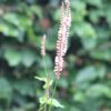Persicaria amplexicaulis 'Anne's Choice'