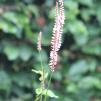 persicaria-amplexicaulis-annes-choice-919 Persicaria amplexicaulis 'Anne's Choice'