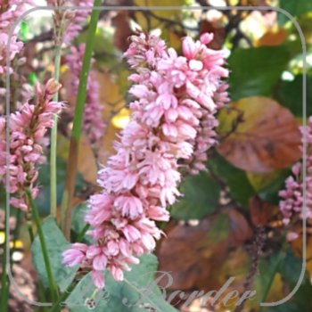 persicaria-amplexicaulis-anouk-204 Persicaria amplexicaulis 'Anouk'