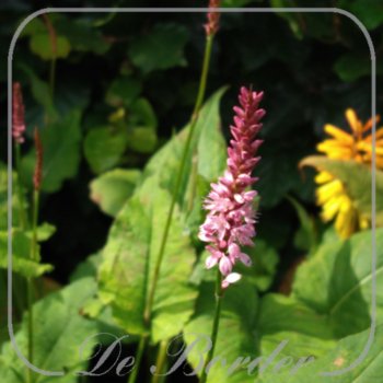 persicaria-amplexicaulis-anouk-266 Persicaria amplexicaulis 'Anouk'