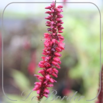 Persicaria amplexicaulis 'Blackfield'