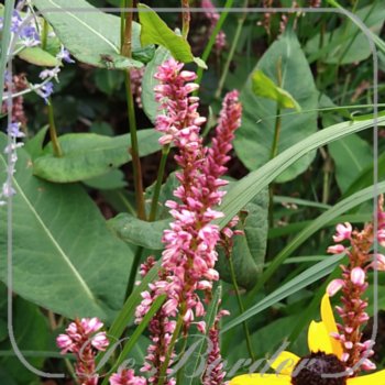 Persicaria amplexicaulis 'Early Pink Lady'