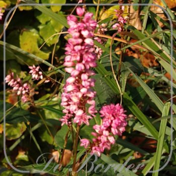 persicaria-amplexicaulis-early-pink-lady-089 Persicaria amplexicaulis 'Early Pink Lady'