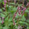 Persicaria amplexicaulis 'Early Pink Lady'