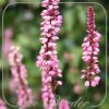 Persicaria amplexicaulis 'Early Pink Lady'