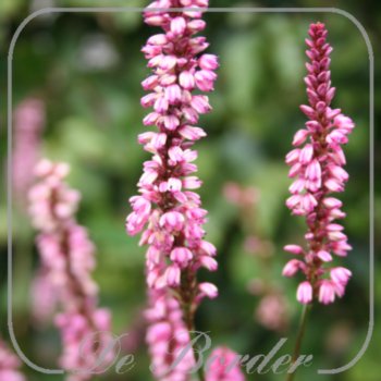 Persicaria amplexicaulis 'Early Pink Lady'