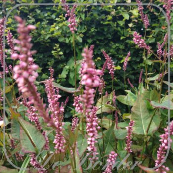 Persicaria amplexicaulis 'Early Pink Lady'