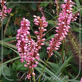 Persicaria amplexicaulis 'Early Pink Lady'