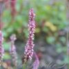 Persicaria amplexicaulis 'Early Pink Lady'