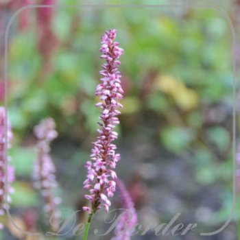 Persicaria amplexicaulis 'Early Pink Lady'