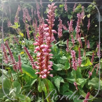 Persicaria amplexicaulis 'Early Pink Lady'
