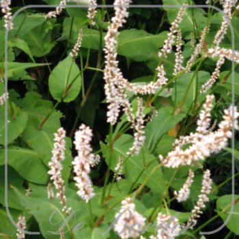 Persicaria amplexicaulis 'Fat White'