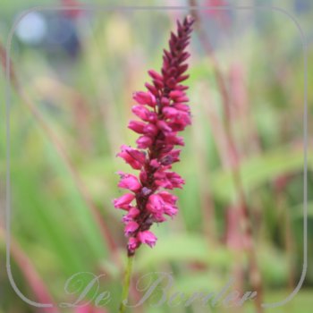 Persicaria amplexicaulis 'Heutinck'