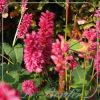 Persicaria amplexicaulis 'Heutinck'