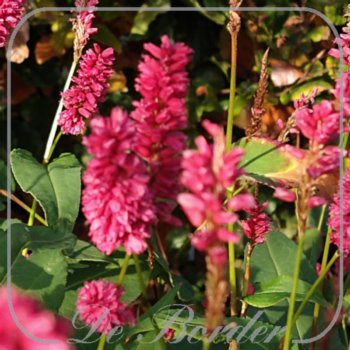 Persicaria amplexicaulis 'Heutinck'