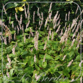 Persicaria amplexicaulis 'JS Misty Morning'