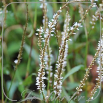 persicaria-amplexicaulis-white-eastfield-176 Persicaria amplexicaulis 'White Eastfield'