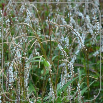 Persicaria amplexicaulis 'White Eastfield'