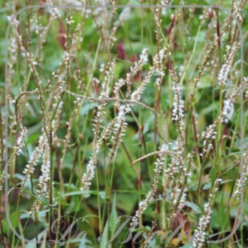 Persicaria amplexicaulis 'White Eastfield'