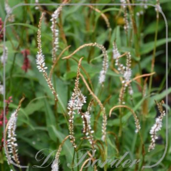Persicaria amplexicaulis 'White Eastfield'
