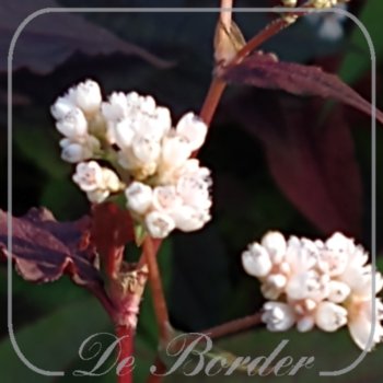 persicaria-microcephala-silver-dragon-293 Persicaria microcephala 'Silver Dragon'