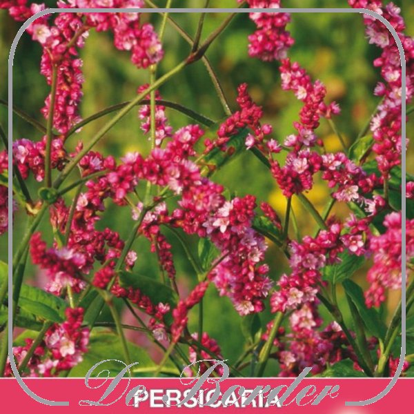 Persicaria orientalis Cerise Pearls
