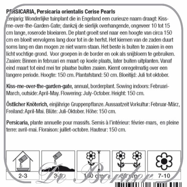 persicaria-orientalis-cerise-pearls-224 Persicaria orientalis Cerise Pearls