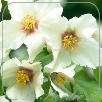 philadelphus-belle-etoile-028 Philadelphus 'Belle Etoile'