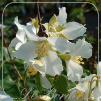 Philadelphus 'Belle Etoile'