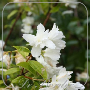Philadelphus 'Snowbelle'
