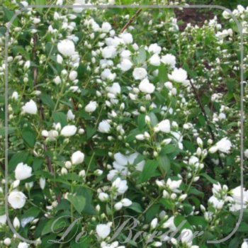 Philadelphus 'Snowbelle'