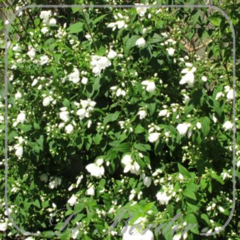 Philadelphus 'Virginal'