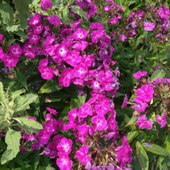 phlox-adinda-100 Phlox 'Adinda' (P)