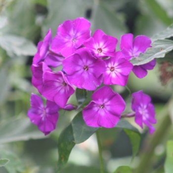 phlox-adinda-814 Phlox 'Adinda' (P)