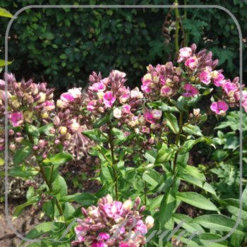 phlox-aureole-814 Phlox 'Aureole'